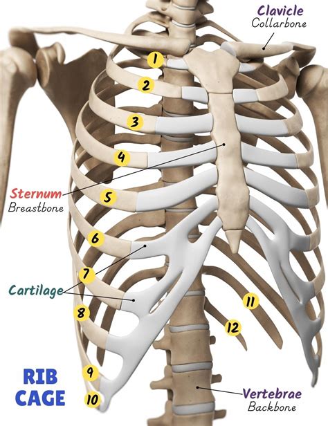 how many ribs to men and women have|Rib Cage: What To Know .